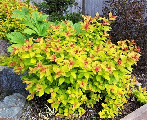 A Tapestry of Color: Exploring the Size Variations of Spirea Magic Carpet